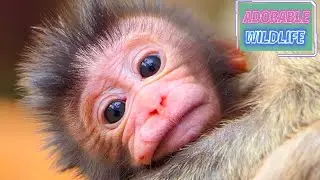 Young mommy monkey hugs and protects the newborn baby carefully