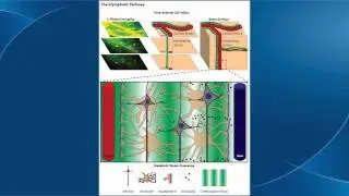 Brain Cleaning Glymphatic System Animation