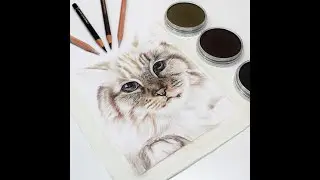 Colour Pencil Tutorial: How to Draw a Cat, Sadie the Lilac Point Siamese Cat