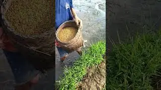 Direct planting rice #shorts