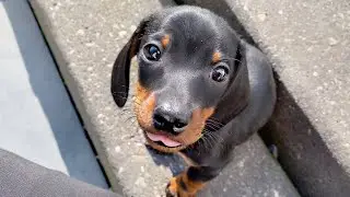 Dachshund puppies playing outside.