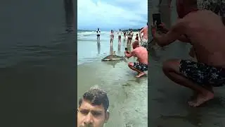 #shark #beach #bushcraft #fishing #campping #bigtent #fesh