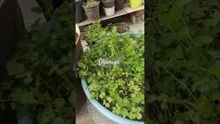 Dhaniya grow in parat