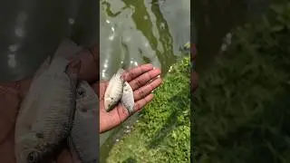 Returning a Little Fish to Its Natural Habitat! 🌱 #shorts #fish #animals
