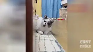 Video de Chat mignon et dr&ocirc;le 2021 ( essayez de ne pas rire 😂😂😂😂)