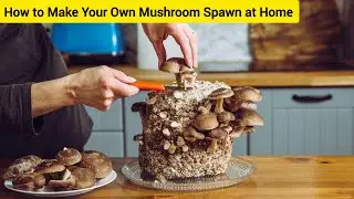 How to Make Your Own Mushroom Spawn at Home