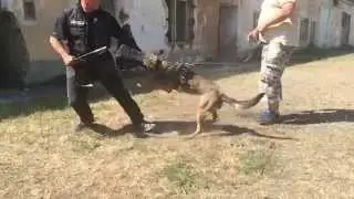 Executive Protection Dogs