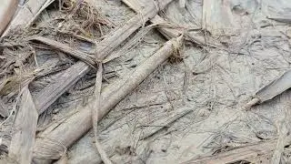 ​🏷️ Extreme Close-up of a Small Brown Spider Resting on Dry Straw Near a Dew-Covered Green Plant 2