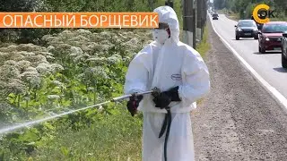 ОПАСНЫЙ БОРЩЕВИК