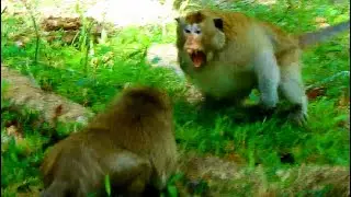 Update Amri troop ! King Skipy Brutal attack Sweetpea  very cruel , monkey Sweetpea got attack