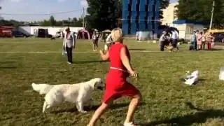 BIS junior-1! Эксперт Абракимов Ш. ,г.Тула,03.07.2016