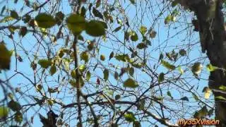 October Stories and a Sad One in HD