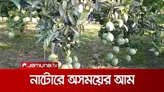 অর্গানিক উপায়ে বিষমুক্ত লেট ভ্যারাইটির আম চাষ | Late Varity Mango