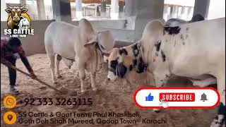 Buy Premium Bulls | Eid ul Adha 2026 | SS Cattle & Goat Farm