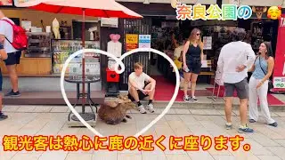 観光客は熱心に鹿の近くに座ります。Nara Park deer in japan 🇯🇵 