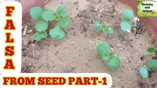 How To Grow Falsa/Phalsa From Seed Part-1