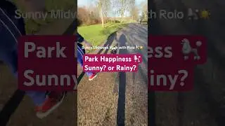 Rolo's Sunny London Park 🐩☀️ | Toy Poodle Zoomies