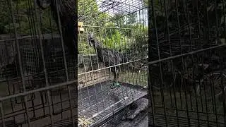Jemur di sinar matahari.                   #Cemaniasli#Bululidi#Fullblack#Lidahitam🐔🐔🐓🐓