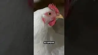 🤔 Опасны ли красные сгустки в яйцах  #новости #рекомендации