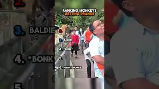 Ranking Monkeys Getting Pranks 🐒