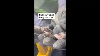 Baby bats