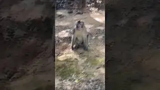 #monkey #monkeyantics #monkeysspinningmonkeys #music #cute