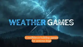 3 Confidence-Building Games for Anxious & Reactive Dogs | Weather Games