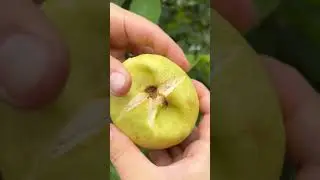 Ripe white guava