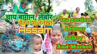 Tea Garden Lebour salary And market  . Assam