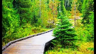 A Walk in the Park at Paradise Meadows in Strathcona Provincial Park, Vancouver Island