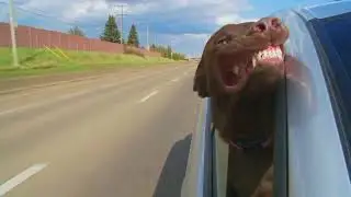 Dogs Smile in a Clean Car from Metro Express Car Wash