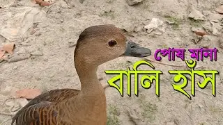 পোষ মানা বালি হাঁস বাড়িতে। বালি হাঁসের খামার। বালি হাঁস পালন পদ্ধতি