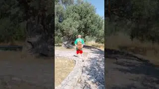 Crna maslina, Pefki