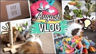 Presents for the Guinea Pigs! Haybox, houseplants and a month of unboxings | August Vlog