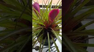#bromélia #dicas de cultivo # @dona flor e família 🙏🏽#inscreva- se no nosso canal 😉#deixe seu like🌹