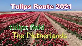 TULIP ROUTES 2021 - Tulip fields Flevoland The Netherlands