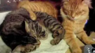 Pixie Bob cat 19a Zeus Jade