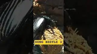 FACTS YOU DIDN'T KNOW ABOUT THE DUNG BEETLE. #factsyoudidntknow #dungbeetle #amazinganimals