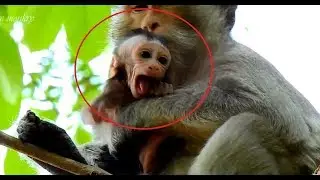 Breaking Heart !! Million Pity Baby monkey Lola Cry and Cry Loudly Body Hungry milk so much