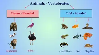 Cold Blooded vs Warm Blooded Animals | Mammals, Birds, Reptiles, Amphibians, Fish | Educational