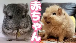 【激カワ】モルモットとチンチラ赤ちゃん