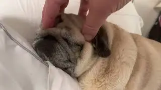 This is what Bug the Pug does most of the day