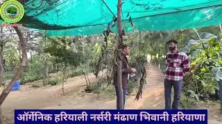 Sandalwood cultivation in Tehri Uttarakhand white sandalwood farming Tehri Uttarakhand organic Hariyali nursery