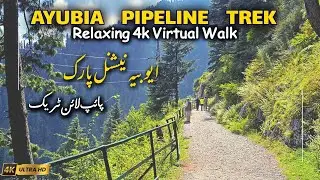 Pipeline Track Nathia Gali | Moto Tunnel Ayubia | Ayubia National Park | Travel