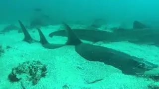 Sharks on The Gold Coast Diving Cook Island
