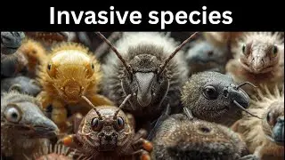 Silent Invaders: The Hidden Ecological Damage of Invasive Species| Invsive spp
