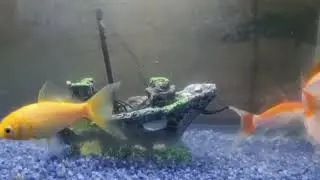 Incredible of Aquarium Setup: Betta Fish, Goldfish, Tropical and Koi Fish Care Tips 