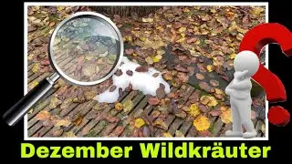 Wildkräuter im Winter | Gartenrundgang im Dezember | Selbstversorgung: Kräuter suchen