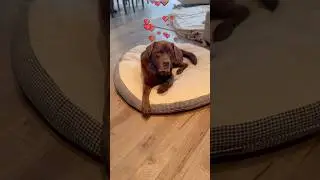 A Dog&rsquo;s Guide to Valentine Gifts