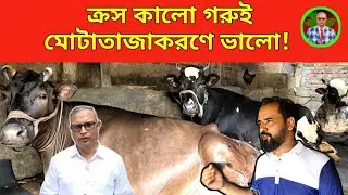 ক্রস কালো গরুই মোটাতাজা করনে ভালো ! গরু মোটাতাজাকরণ খামার। গরুর খামার। যুব কথা- রায়হান দেওয়ান